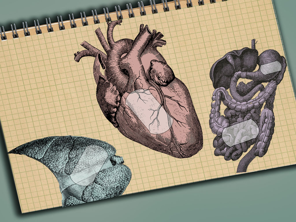 An open notebook shows illustrations of the heart, liver, and intestines with translucent bandages.