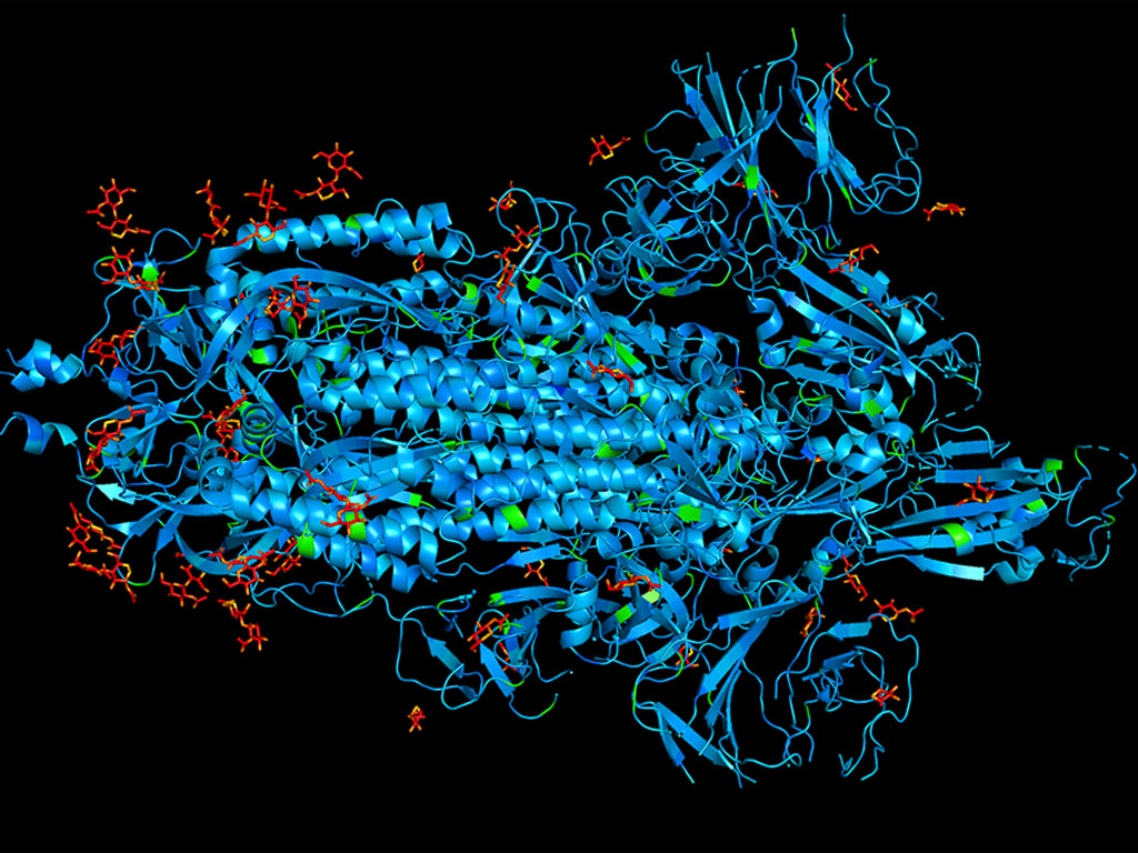 Vibrations of the protein spikes on coronaviruses