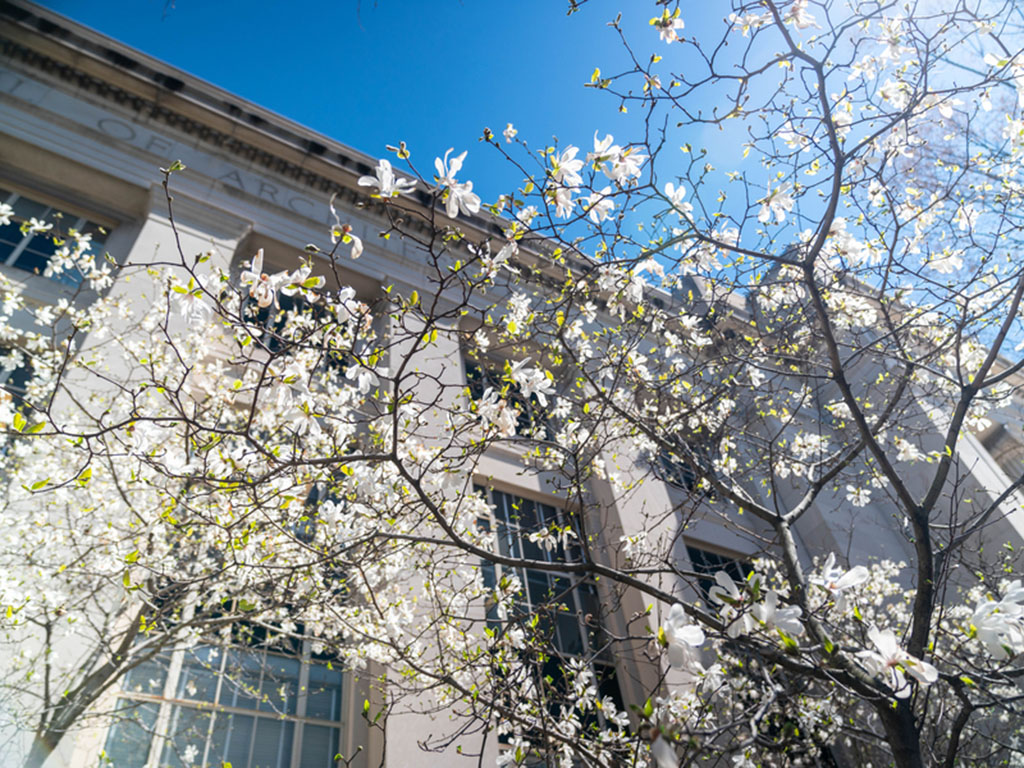 Spring Tree in bloom in front of the great dome