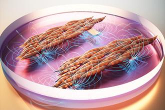 Wobbly gel mat trains muscle cells to work together