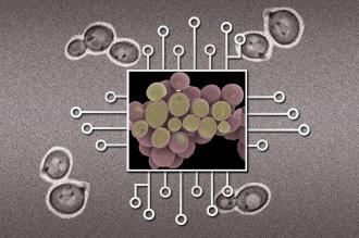 New Device Could Make Large Biological Circuits Practical