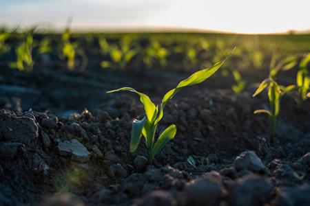 Making agriculture more resilient to climate change