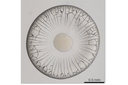 Crack densification in drying colloidal suspensions